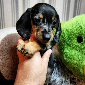 Yvette Miniature Dachshund Yvette Miniature Dachshund