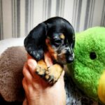 Yvette-Female-Miniature-Dachshund-puppy-for-sale (4)
