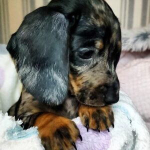 Yvonne Miniature Dachshund Yvonne Miniature Dachshund