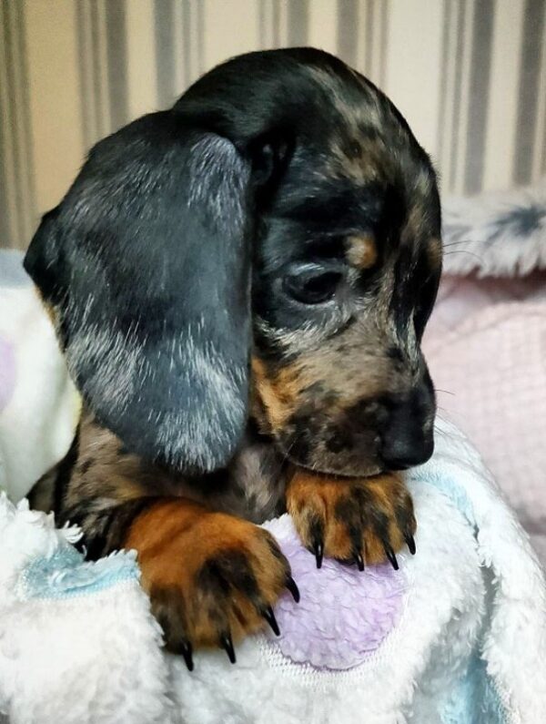 Yvonne Miniature Dachshund Yvonne Miniature Dachshund
