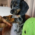Yvonne-Female-Miniature-Dachshund-puppy-for-sale- (2)