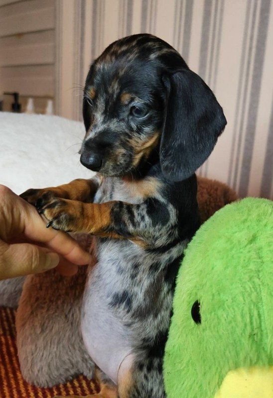 Yvonne Miniature Dachshund Yvonne Miniature Dachshund