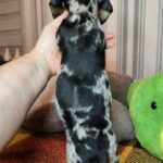 Yvonne-Female-Miniature-Dachshund-puppy-for-sale- (3)
