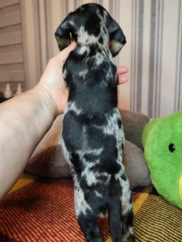 Yvonne Miniature Dachshund Yvonne Miniature Dachshund