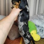 Yvonne-Female-Miniature-Dachshund-puppy-for-sale- (4)