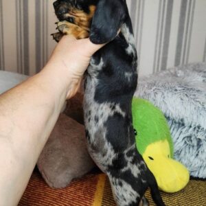Yvonne Miniature Dachshund Yvonne Miniature Dachshund