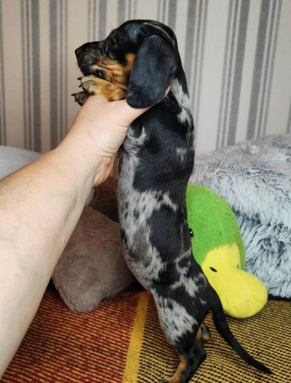 Yvonne Miniature Dachshund Yvonne Miniature Dachshund