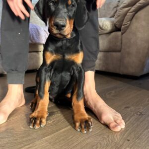 Zarus Dobermann Zarus Dobermann