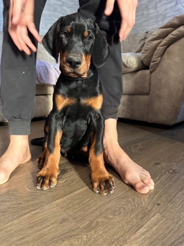 Zarus Dobermann Zarus Dobermann