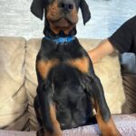 Zarus-male-dobermann-puppy-for-sale- (2)