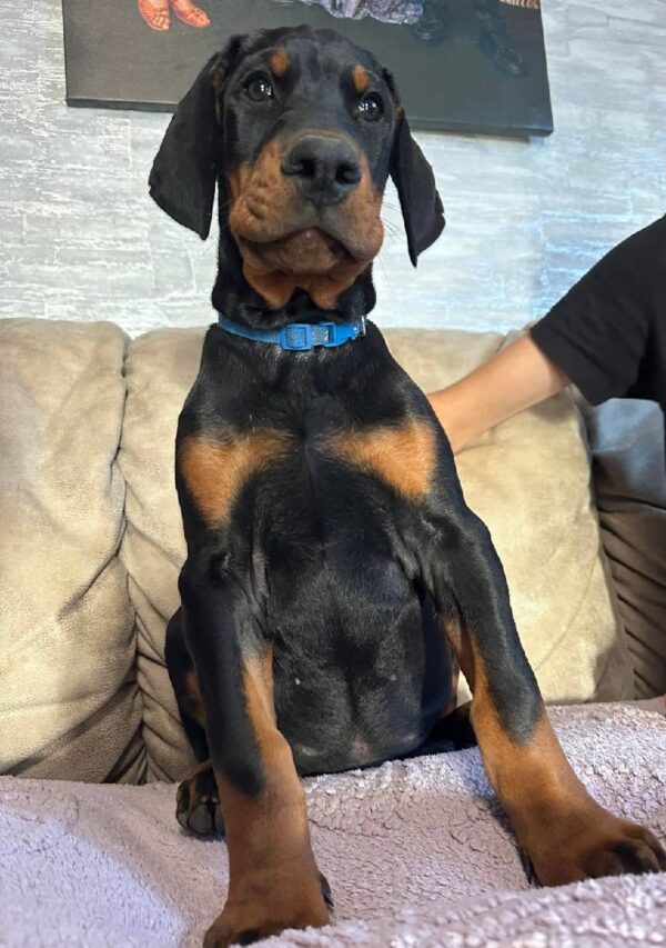 Zarus Dobermann Zarus Dobermann