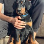 Zarus-male-dobermann-puppy-for-sale- (3)