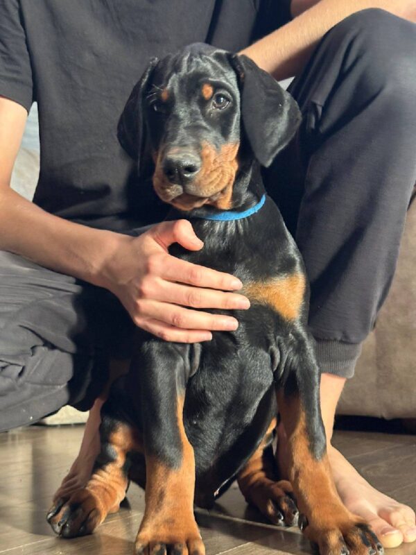 Zarus Dobermann Zarus Dobermann