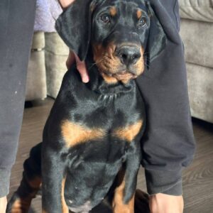 Zarus Dobermann Zarus Dobermann