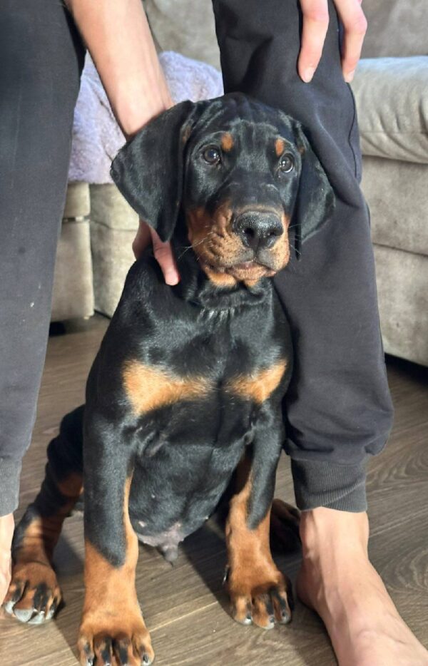Zarus Dobermann Zarus Dobermann