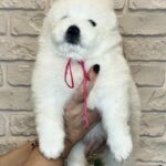 Zhanetta-female-Samoyed-puppy-for-sale-1 (1)