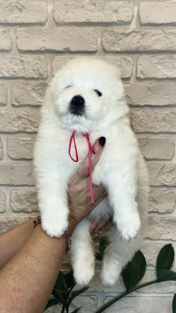 Zhanetta Samoyed Zhanetta Samoyed