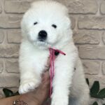 Zhanetta-female-Samoyed-puppy-for-sale-1 (2)