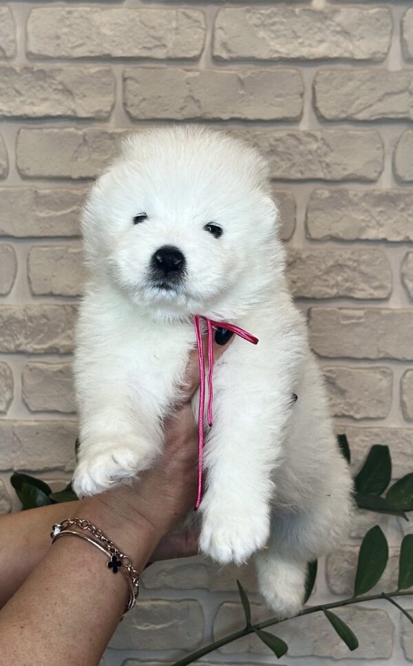 Zhanetta Samoyed Zhanetta Samoyed