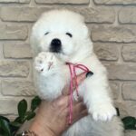 Zhanetta-female-Samoyed-puppy-for-sale-1 (3)