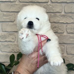 Zhanetta Samoyed Zhanetta Samoyed