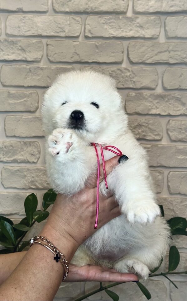 Zhanetta Samoyed Zhanetta Samoyed