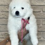 Zhanetta-female-Samoyed-puppy-for-sale-1 (4)