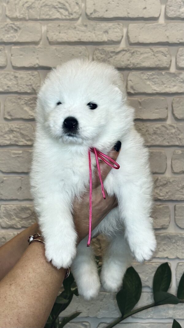 Zhanetta Samoyed Zhanetta Samoyed