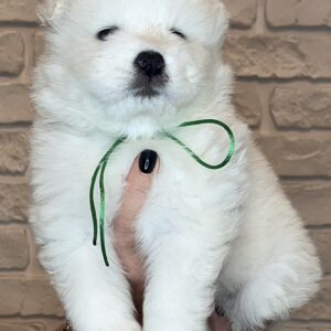 Zhora Samoyed Zhora Samoyed