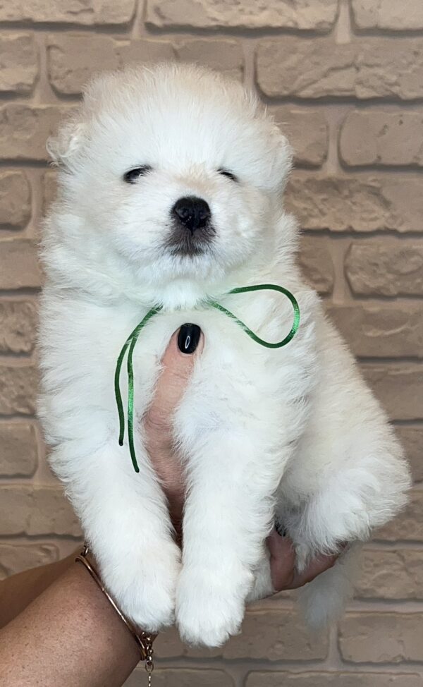 Zhora Samoyed Zhora Samoyed