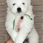 Zhora-male-Samoyed-puppy-for-sale-1 (2)