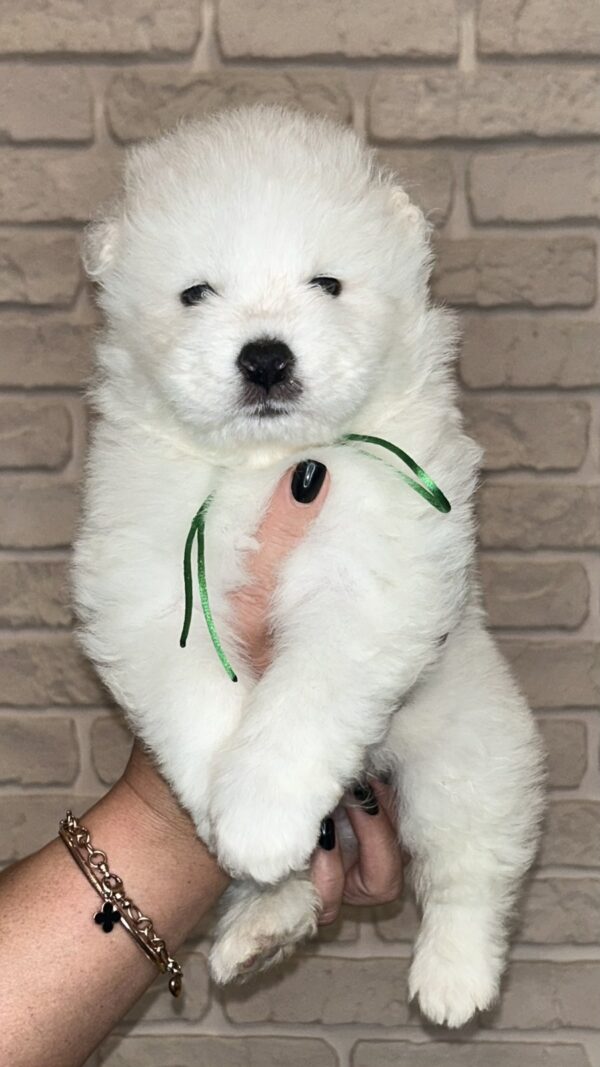 Zhora Samoyed Zhora Samoyed