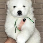 Zhora-male-Samoyed-puppy-for-sale-1 (3)