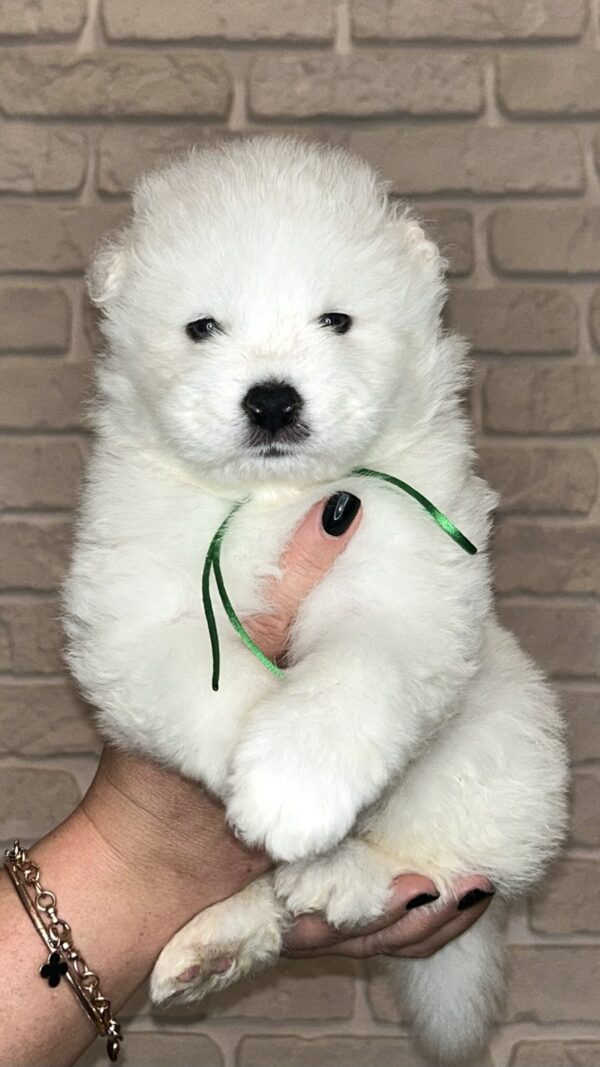Zhora Samoyed Zhora Samoyed