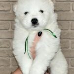 Zhora-male-Samoyed-puppy-for-sale-1 (4)