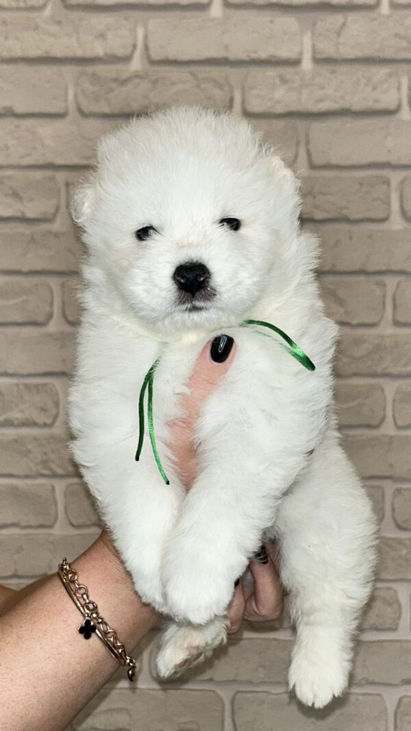 Zhora Samoyed Zhora Samoyed
