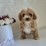 Zikar-male-maltipoo-puppy-for-sale-1 (1)