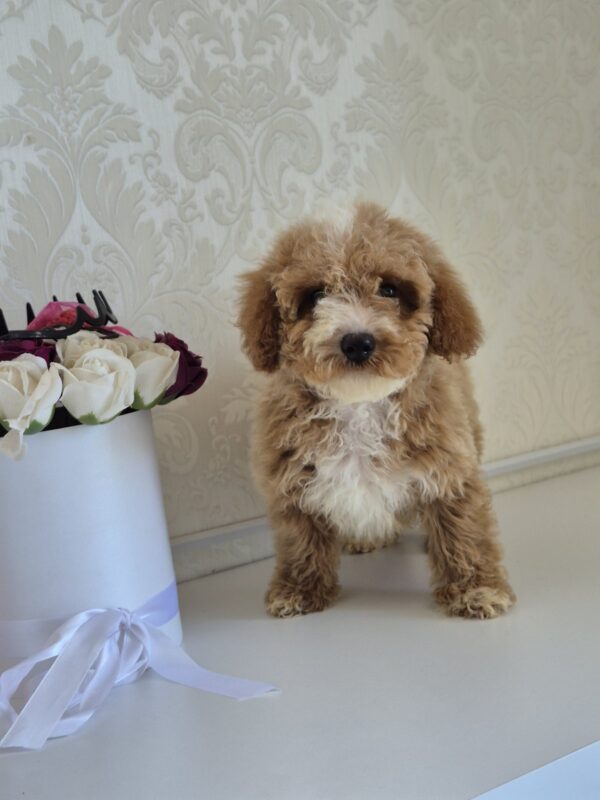 Zikar Maltipoo Zikar Maltipoo