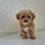 Zurim-male-maltipoo-puppy-for-sale-1