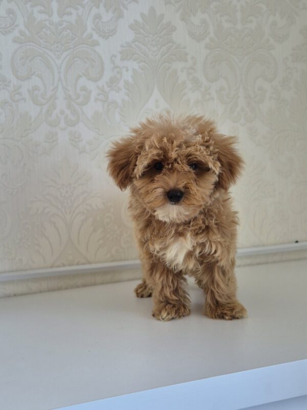Zurim Maltipoo Zurim Maltipoo