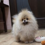 lui-male-pomeranian-puppy-for-sale-1
