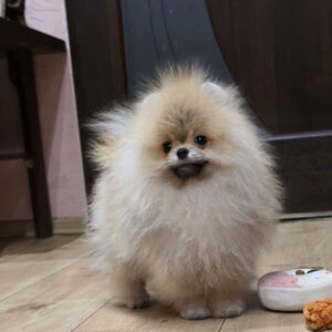 lui Pomeranian lui Pomeranian