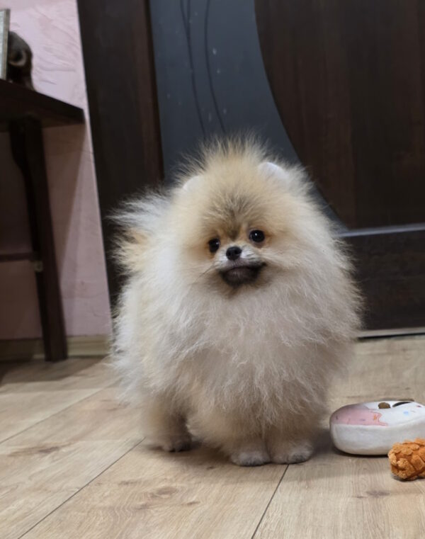 lui Pomeranian lui Pomeranian