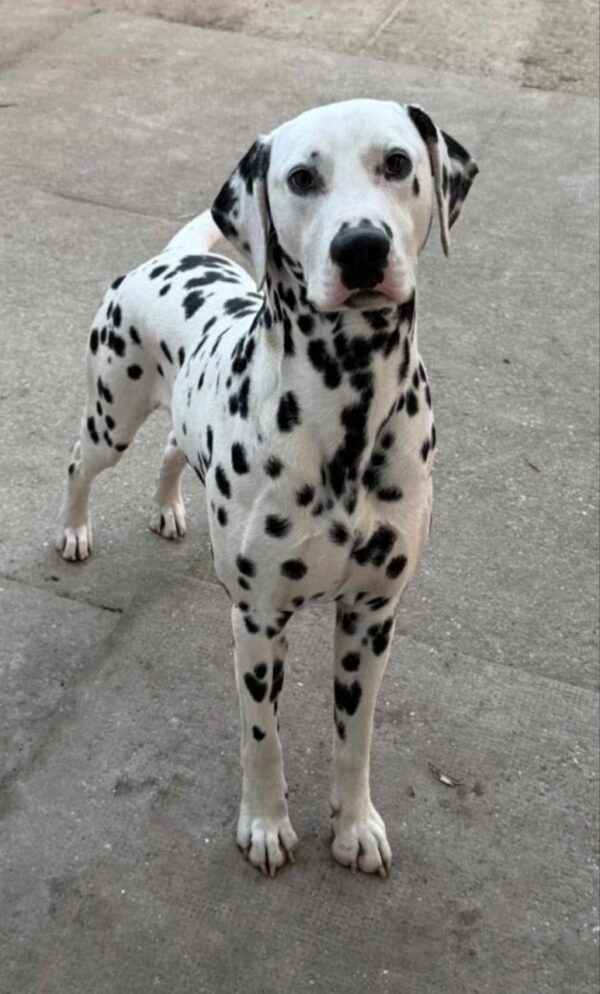 New litter Dalmatian New litter Dalmatian