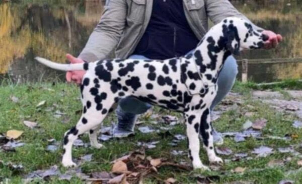 New litter Dalmatian New litter Dalmatian