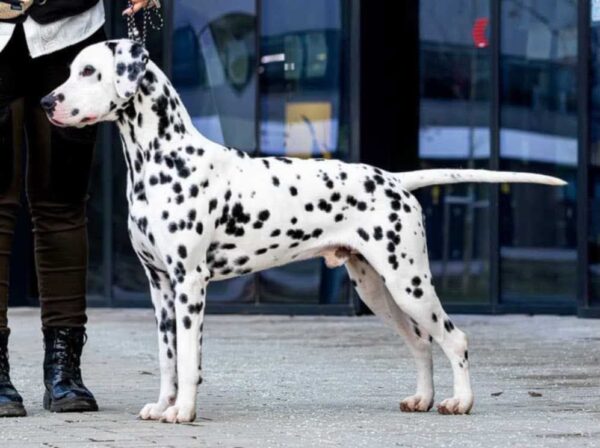 New litter Dalmatian New litter Dalmatian