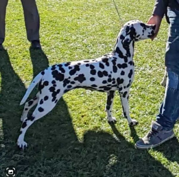 New litter Dalmatian New litter Dalmatian