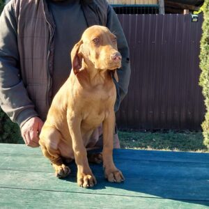 Waldi Hungarian Vizsla Waldi Hungarian Vizsla