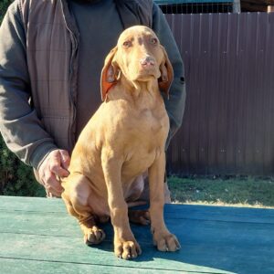 Waldi Hungarian Vizsla Waldi Hungarian Vizsla