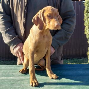 Wanda Hungarian Vizsla Wanda Hungarian Vizsla